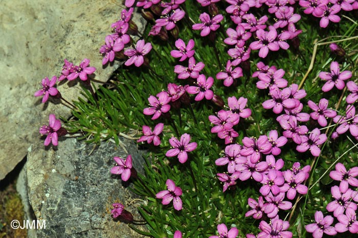 Silene acaulis subsp. acaulis