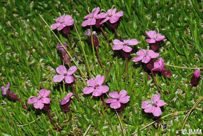 Silene acaulis