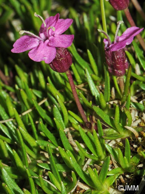 Silene acaulis