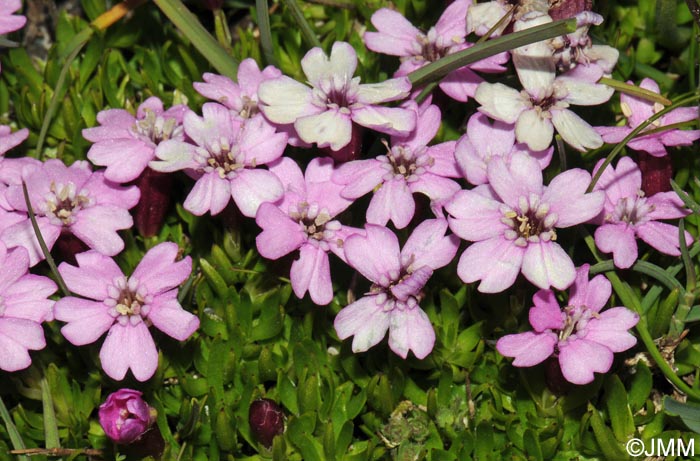 Silene acaulis