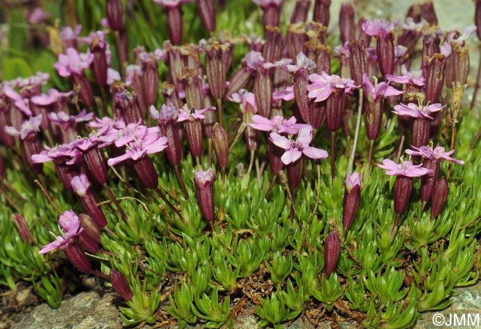 Silene acaulis