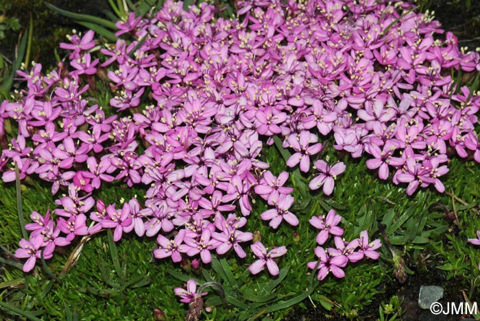 Silene acaulis subsp. bryoides