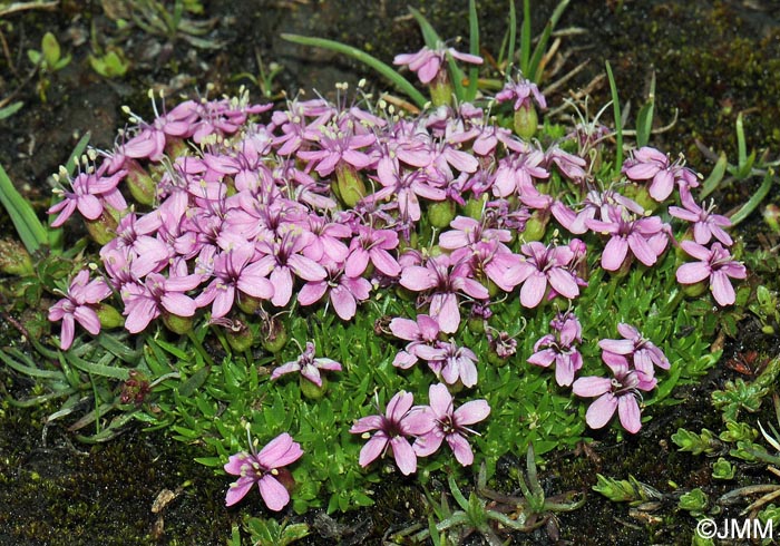 Silene acaulis subsp. bryoides