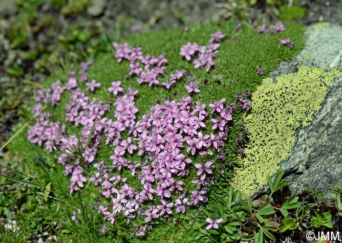 Silene acaulis subsp. bryoides