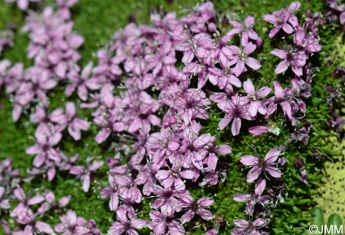 Silene acaulis subsp. bryoides