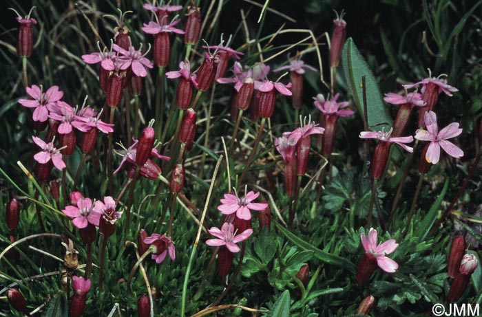 Silene acaulis subsp. acaulis =? Silene acaulis subsp. cenisia