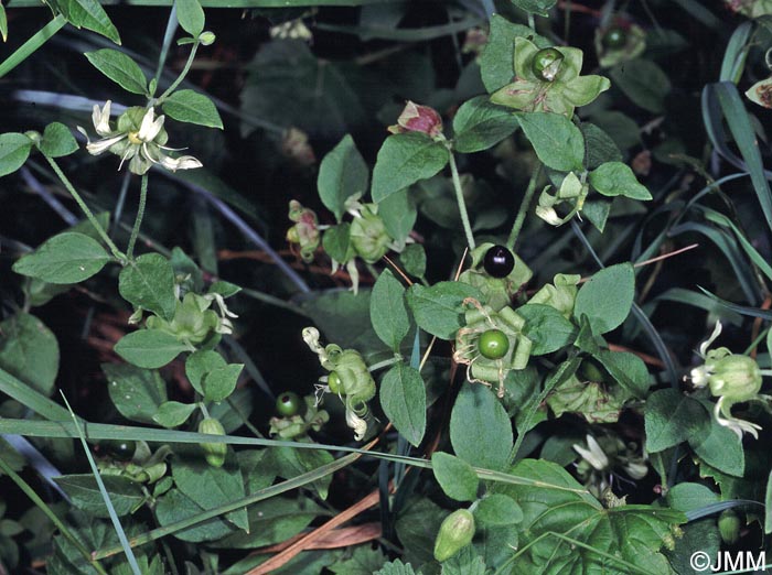 Silene baccifera = Cucubalus baccifer