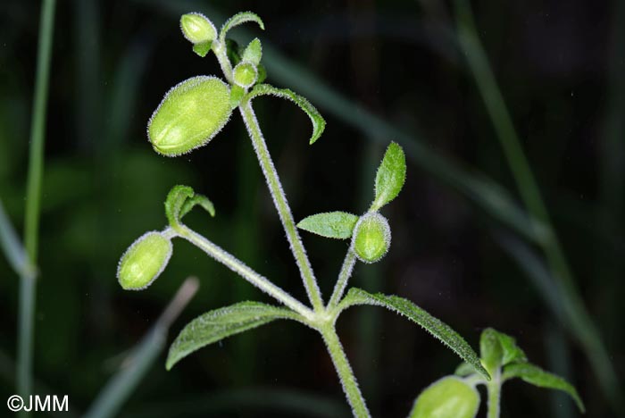 Silene baccifera = Cucubalus baccifer