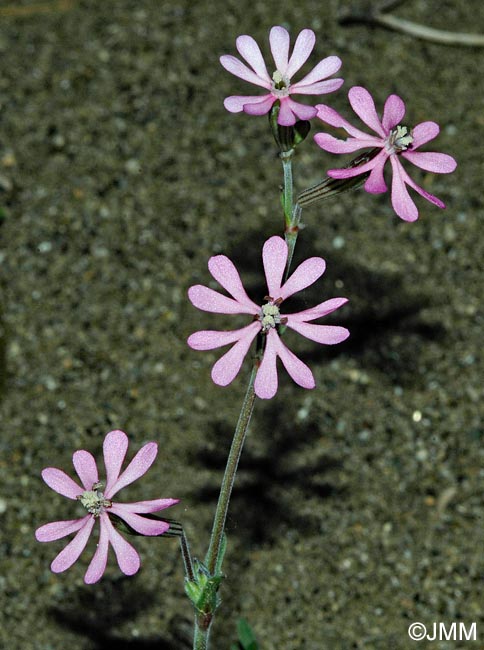 Silene colorata