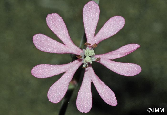 Silene colorata