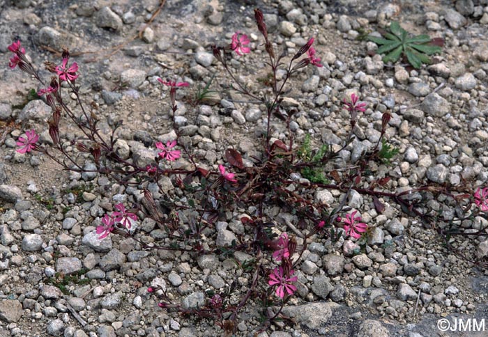 Silene colorata