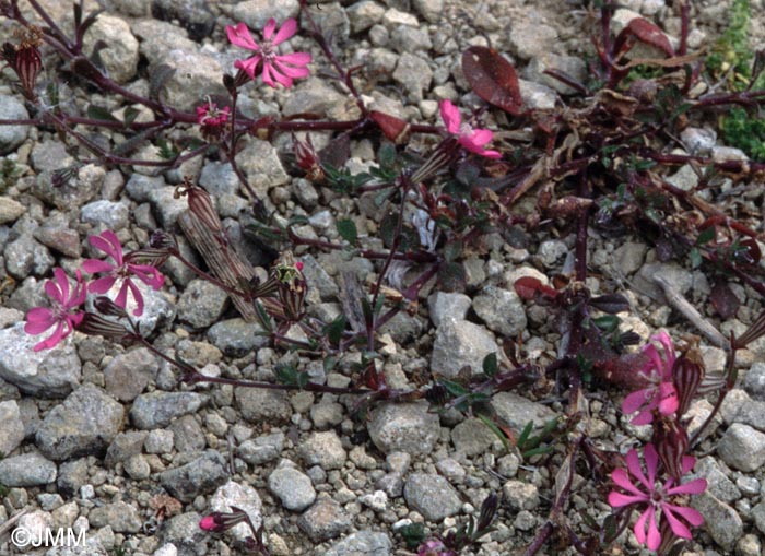 Silene colorata