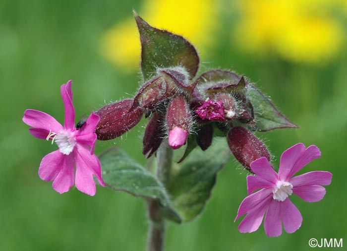 Silene dioica var. dioica