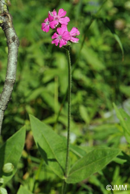 Silene dioica var. dioica