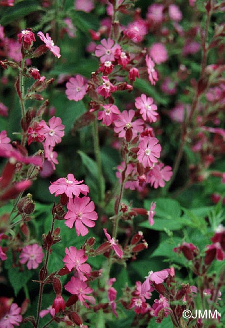 Silene dioica var. dioica