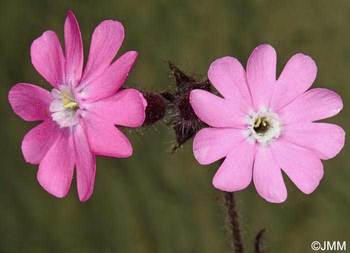 Silene dioica