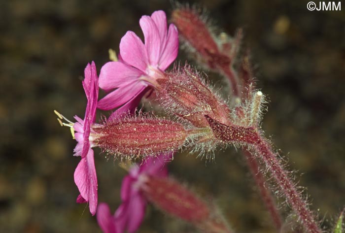 Silene dioica