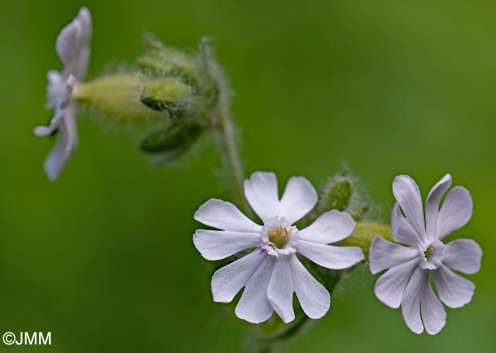 Silene dioica var. dioica