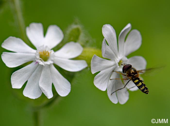 Silene dioica var. dioica