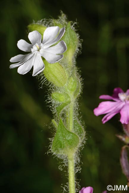 Silene dioica var. dioica