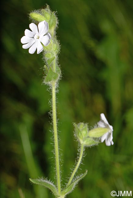 Silene dioica var. dioica