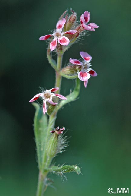 Silene gallica = Silene anglica = Silene gallica var. quinquevulnera