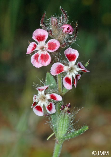 Silene gallica = Silene anglica = Silene gallica var. quinquevulnera