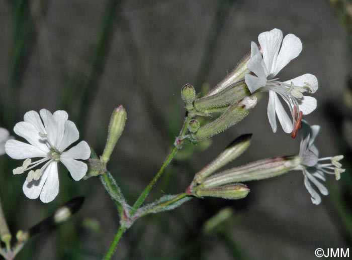 Silene latifolia = Melandrium album = Silene pratensis