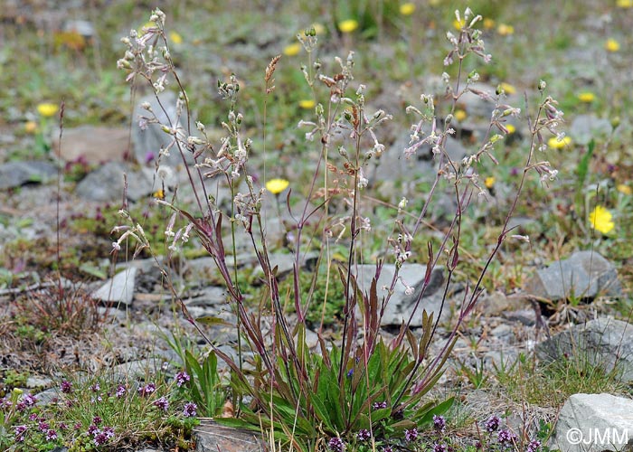 Silene nutans