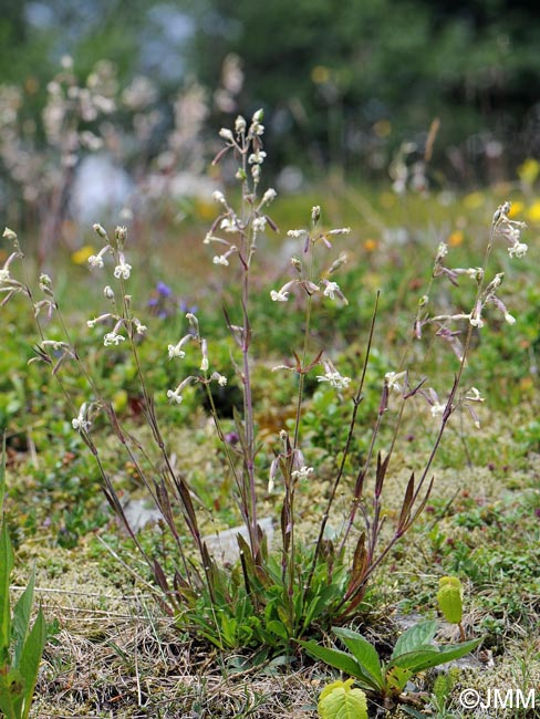 Silene nutans