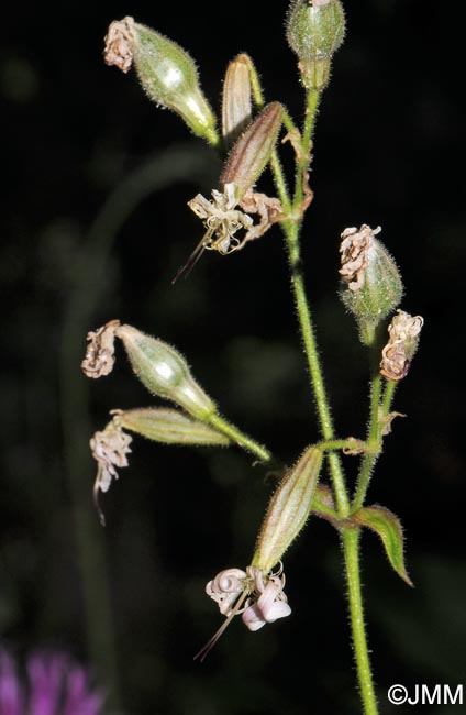 Silene nutans