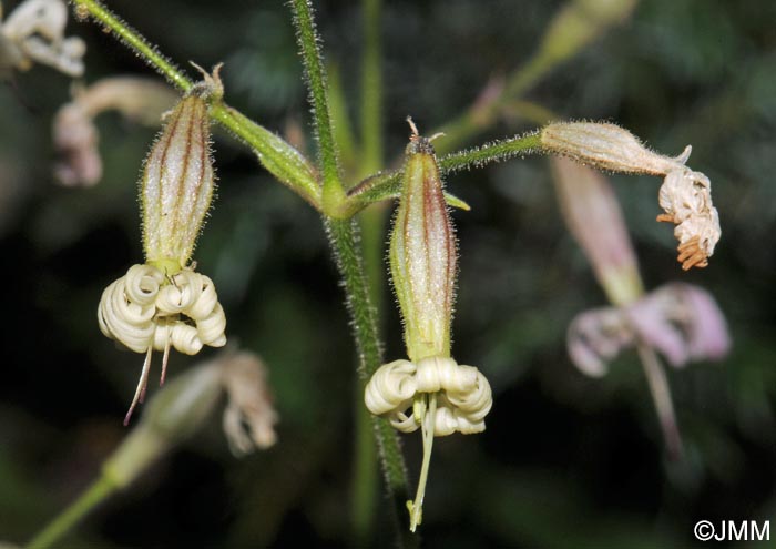 Silene nutans