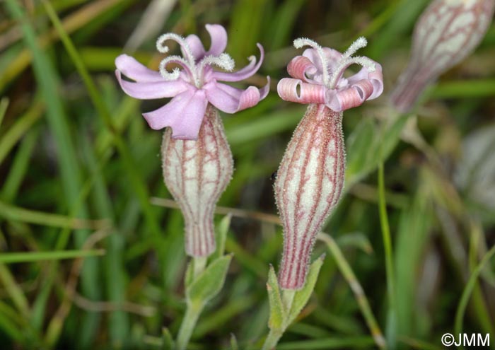 Silene petrarchae