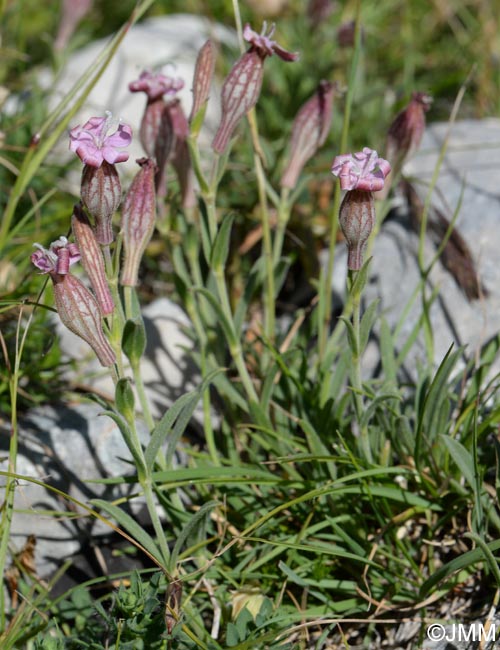 Silene petrarchae