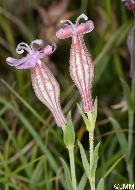 Silene petrarchae