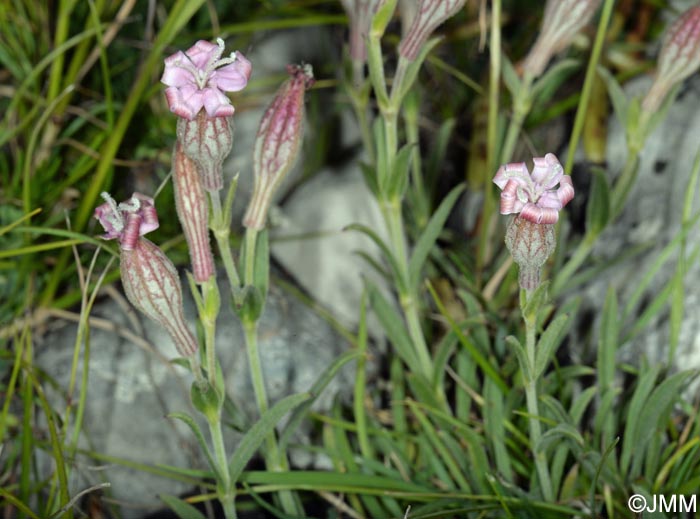 Silene petrarchae