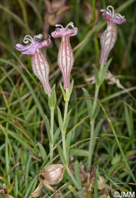 Silene petrarchae