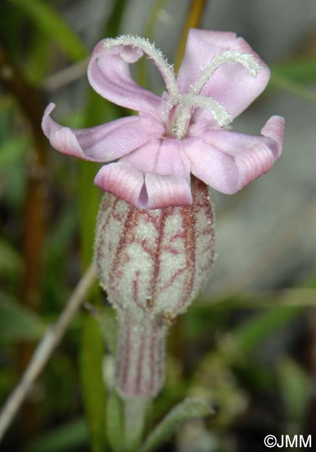 Silene petrarchae