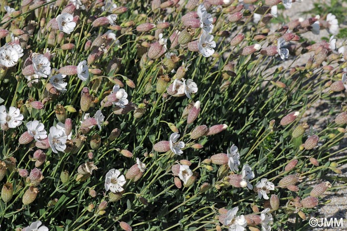 Silene uniflora