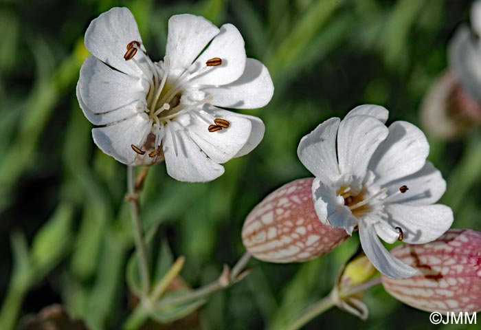 Silene uniflora