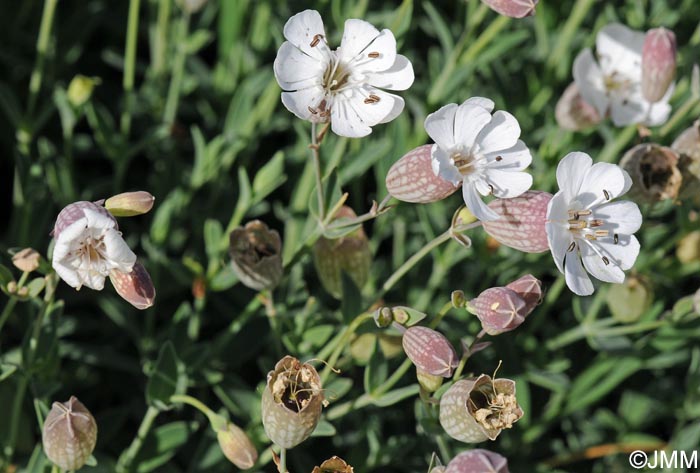 Silene uniflora