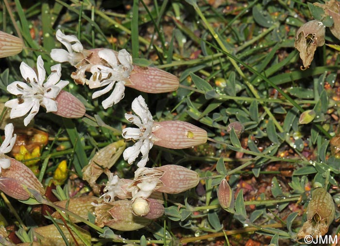 Silene uniflora