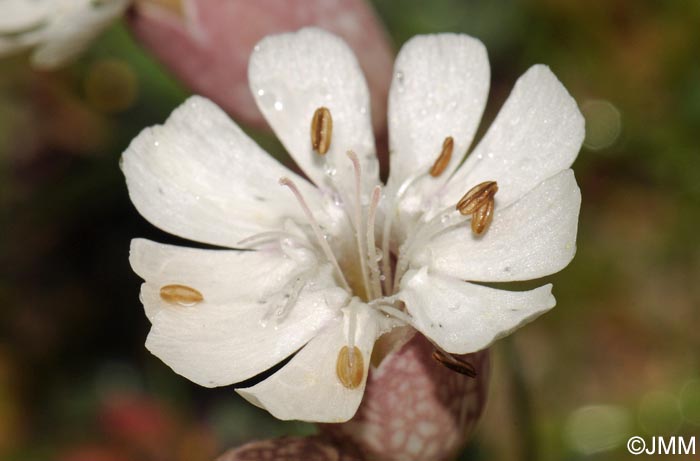 Silene uniflora