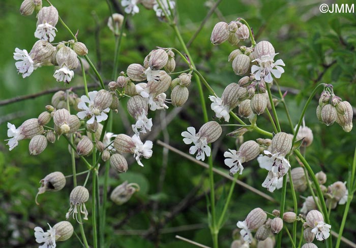 Silene vulgaris subsp. vulgaris