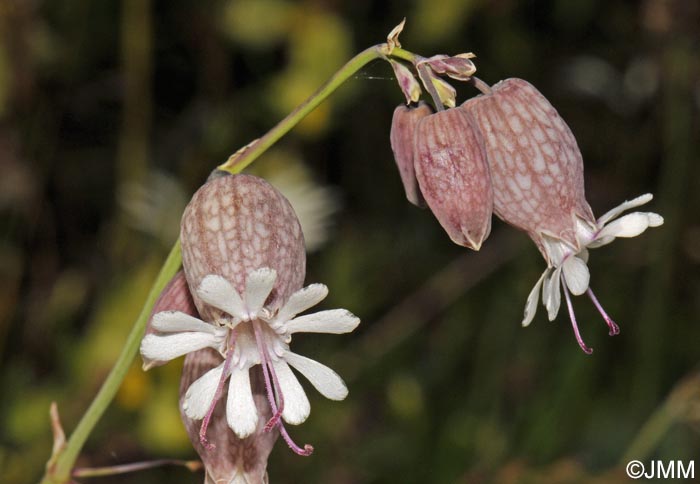 Silene vulgaris subsp. vulgaris