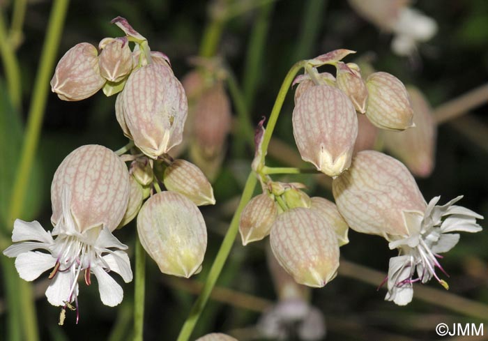 Silene vulgaris subsp. vulgaris