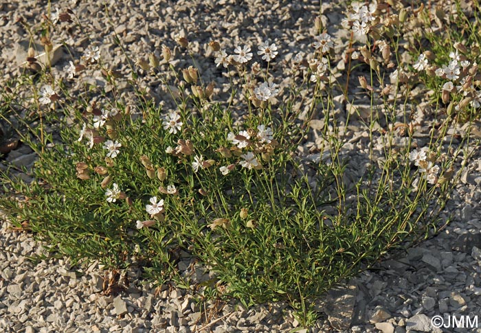 Silene vulgaris subsp. glareosa