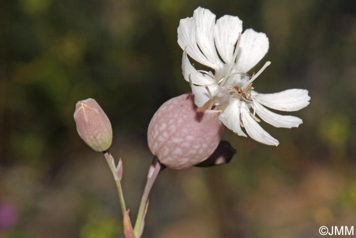 Silene vulgaris subsp. glareosa