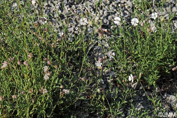 Silene vulgaris subsp. glareosa