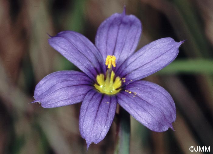 Sisyrinchium montanum